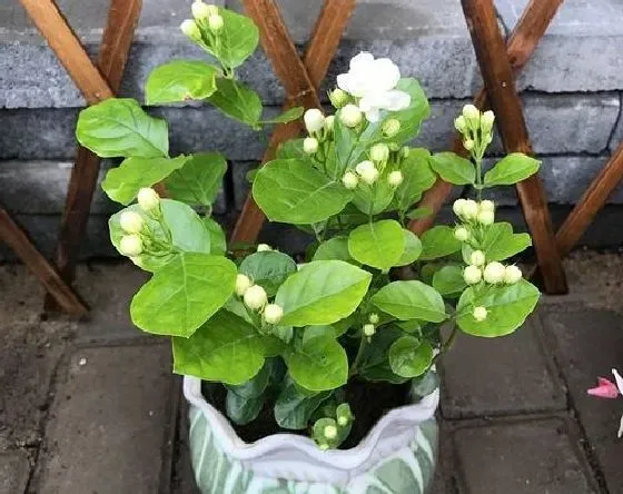 植物修剪|茉莉花怎么修剪好看 修剪枝叶造型图解