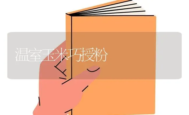 温室玉米巧授粉 | 粮油作物种植