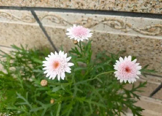 植物百科|玛格丽特花是多年生吗