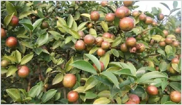 茶油树的种植技术与管理 | 种植技术