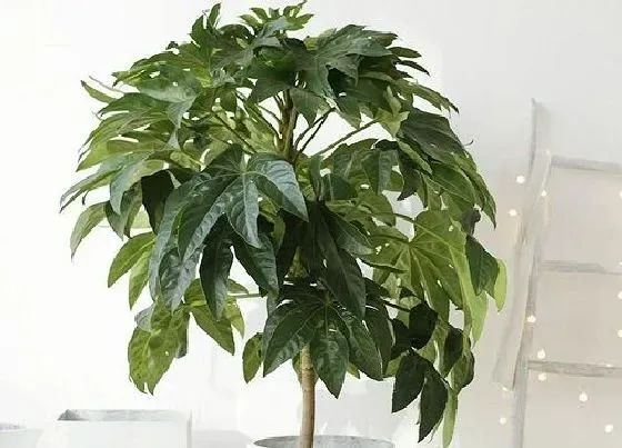 植物百科|八角金盘一年能长多高