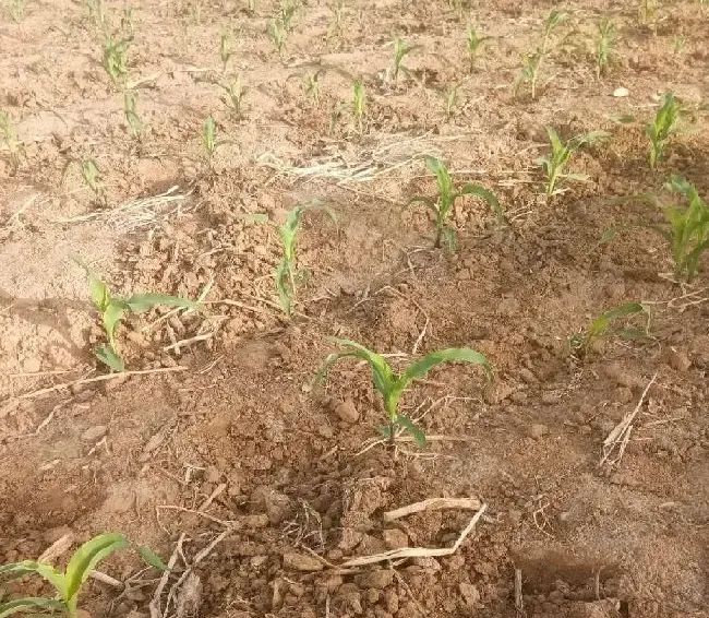 种植管理|种植玉米为什么要覆膜，地膜覆盖栽培玉米能提高产量技术）