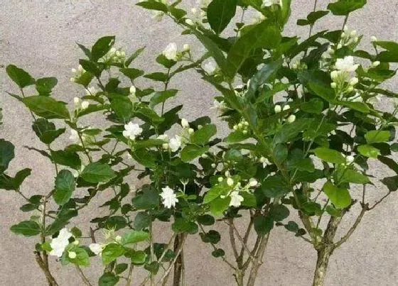 植物修剪|络石藤怎么修剪方法