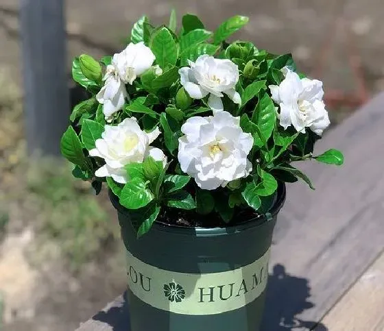 不开花|栀子花为什么不开花 不开花原因及解决方法