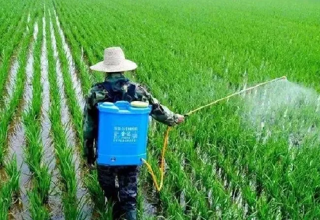 喷药|夏天喷洒农药注意事项（夏天喷药最好在早晨傍晚进行）