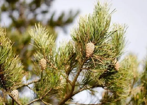 植物百科|松是什么植物