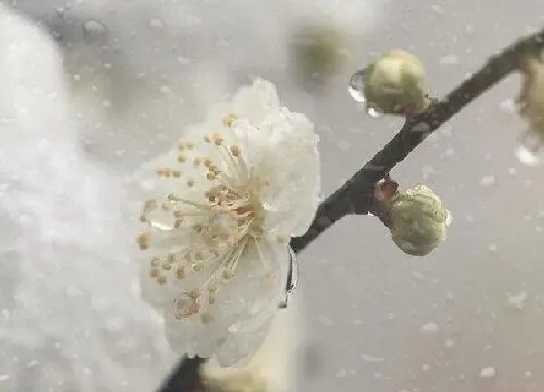 植物浇水|水梅几天浇一次水 春夏秋冬各不同