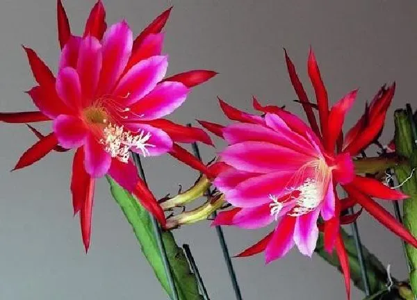植物浇水|蟹爪兰多长时间浇一次水