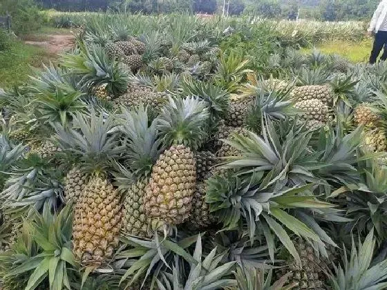 食用常识|凤梨是发物吗 是不是属于发物食物