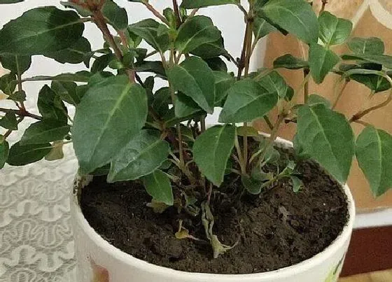 植物施肥|倒挂金钟用什么肥料最好