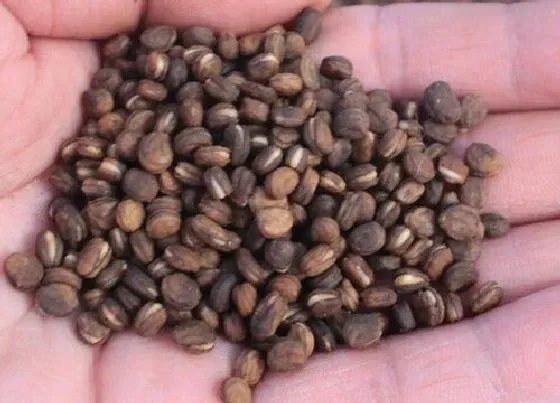 功效常识|西洋参的功效与作用及食用方法