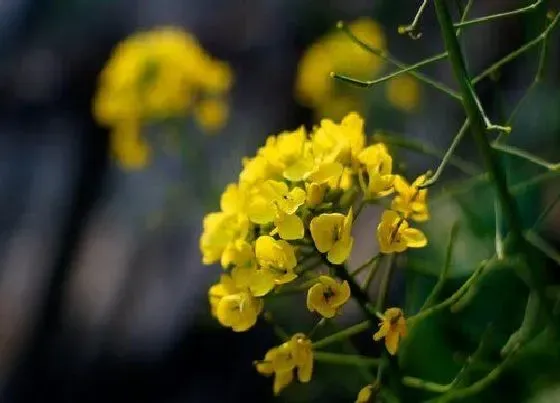 植物百科|油菜属于什么植物类型