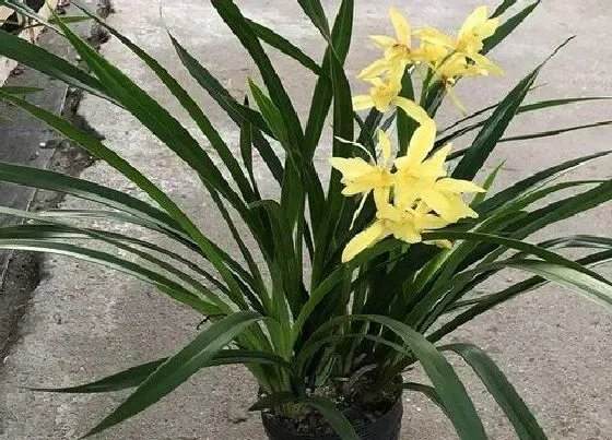 植物施肥|春兰施什么肥最好