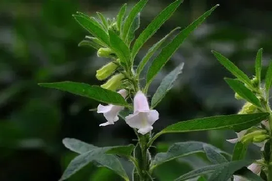 植物育苗|芝麻几天出苗 播种后多长时间出苗