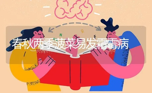 春秋两季菠菜易发霜霉病 | 蔬菜种植