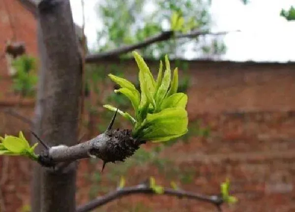 植物发芽|枣树苗什么时候发芽长叶