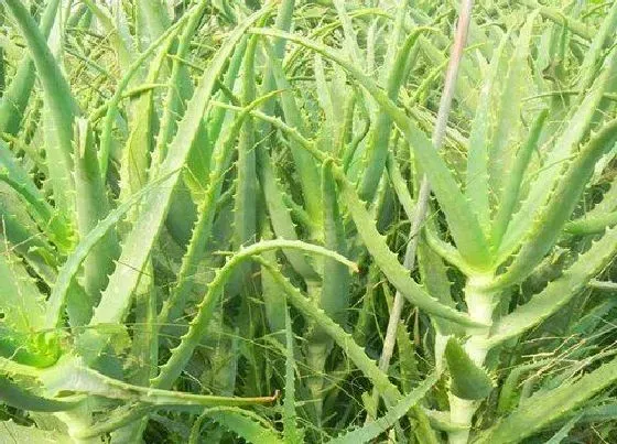 植物施肥|龙爪施什么肥最好