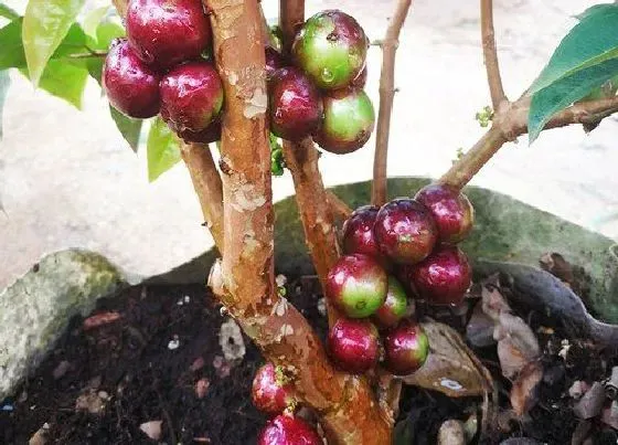 种植管理|嘉宝果几年结果实