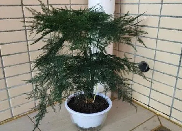 植物移栽|文竹移栽注意事项 如何栽成活率高
