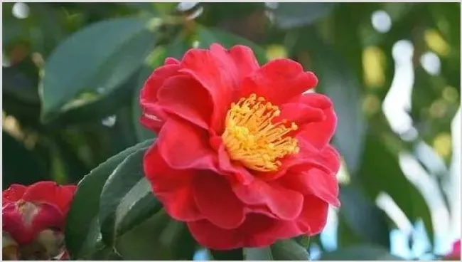 茶花的养护技术 | 种植技术