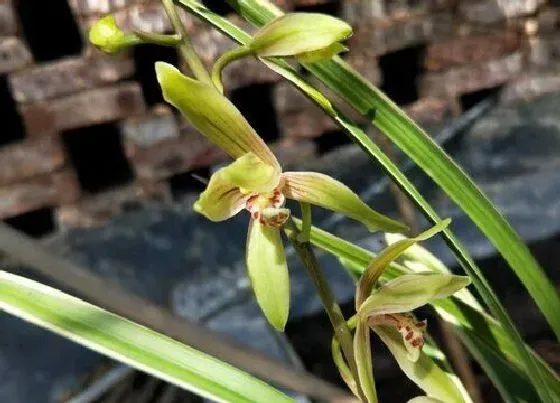 开花时间|建兰锦旗一年开几次花