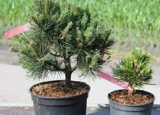 种植位置|针叶松可以种在院子里吗