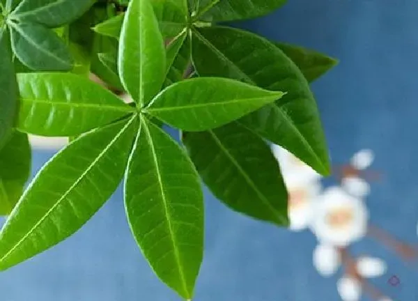 植物浇水|招财树多长时间浇一次水