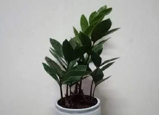 摆放风水|家里养金钱树风水好吗