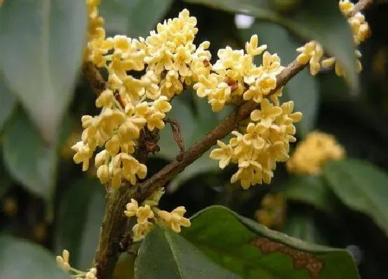 花期|日香桂一年开几次花