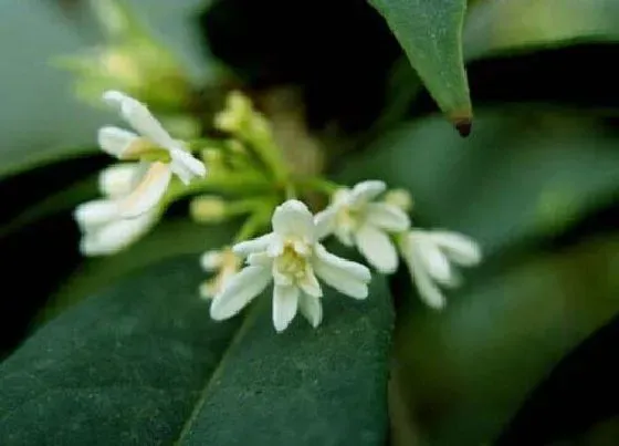 花期|日香桂一年开几次花