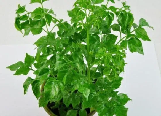 花卉风水|庭院种什么花风水好
