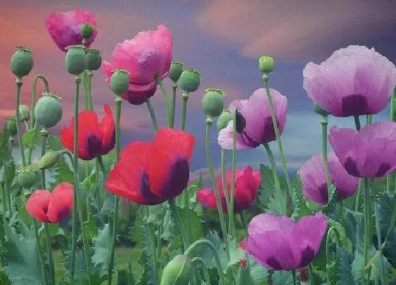 花语|什么花的花语是救赎