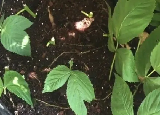 植物修剪|树莓怎么修剪方法