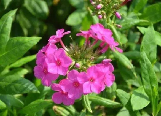 开花时间|美女樱多久开花一次