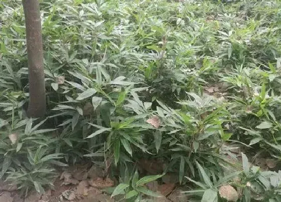 种植位置|箬竹可以种在院子里吗