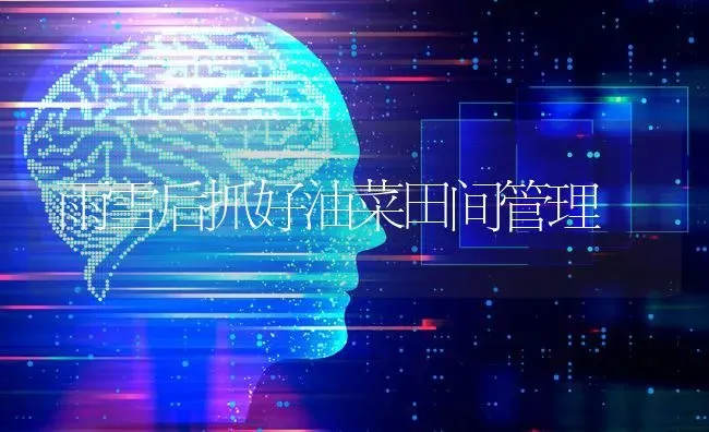 雨雪后抓好油菜田间管理 | 粮油作物种植