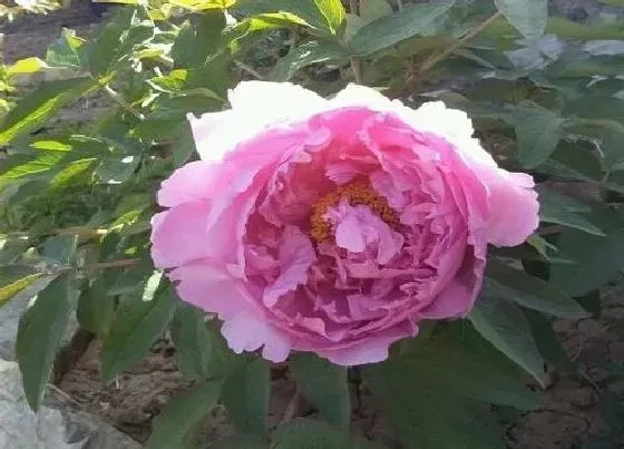 花之最|牡丹品种哪个花最香 什么牡丹花最名贵漂亮