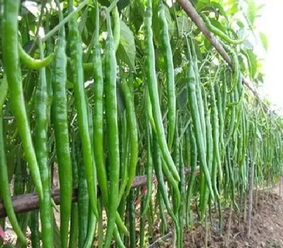种植管理|辣椒打顶时间及方法步骤(图解)