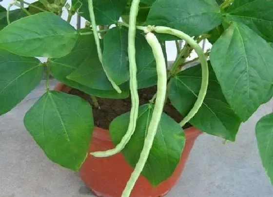 冬天植物|豇豆耐寒多少度
