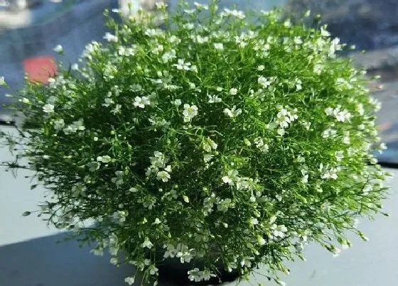 植物百科|满天星是多年生还是一年生的植物 第二年还能活吗