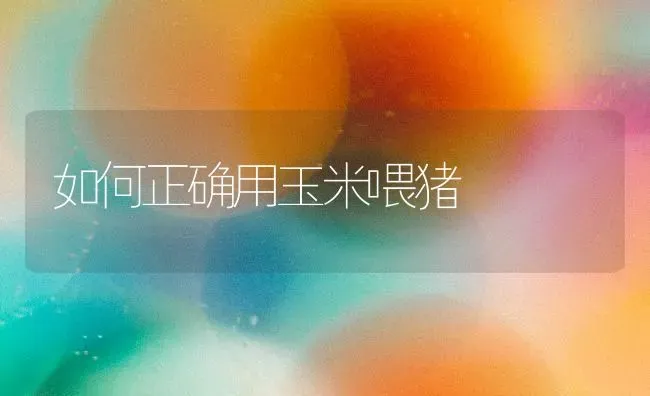 如何正确用玉米喂猪 | 粮油作物种植