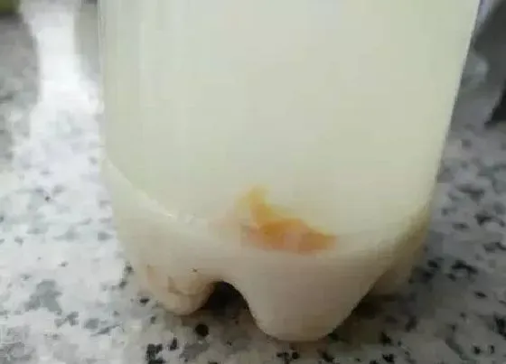 植物施肥|水培植物用什么肥料叶子绿最有效果 水养加什么肥长得快