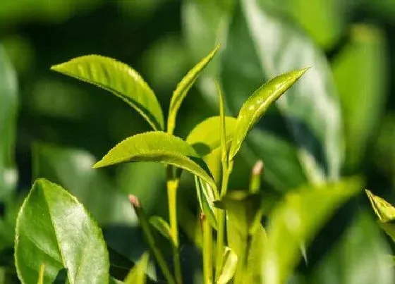 植物修剪|茶树什么时候剪枝合适