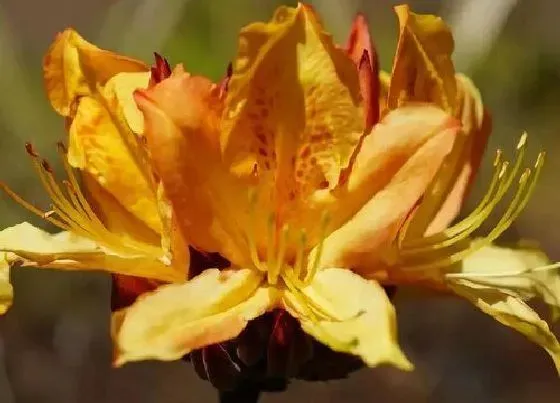 开花时间|杜鹃花一年开几次花