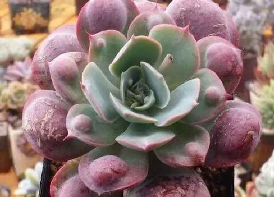 植物繁殖|多肉雨滴怎么繁殖 叶插、茎插、根插繁殖方法