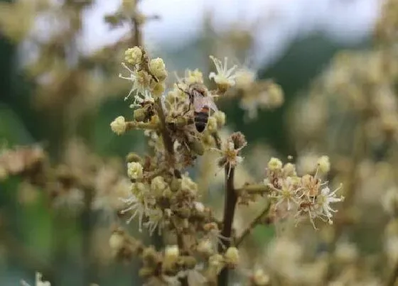 开花时间|龙眼树什么时候开花 一般在几月份开花