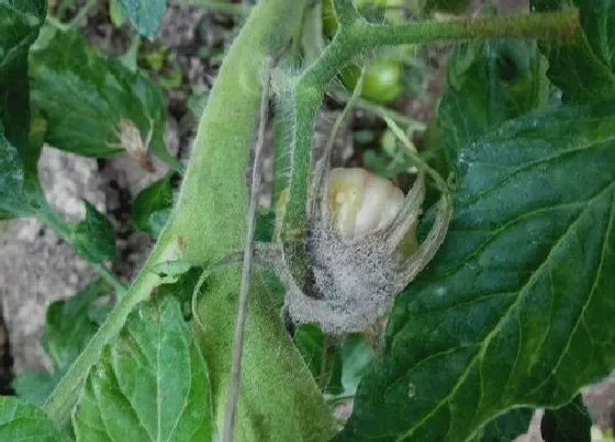 植物病害|番茄常见病害图谱和防治方法 番茄容易得的十种病