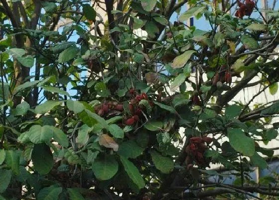 植物百科|王老吉树又叫什么树