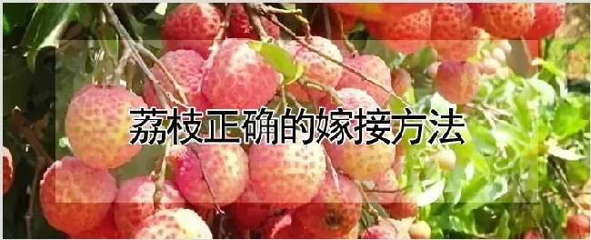 荔枝正确的嫁接方法 | 自然知识