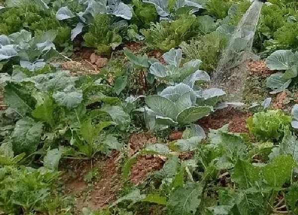 植物浇水|维生素c可以浇菜吗